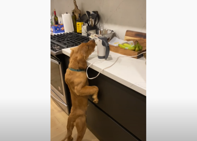 ВИДЕО: хозяйка застала свою собаку за очень забавным занятием