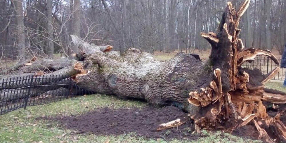 Погибло главное дерево России - Тургеневский дуб