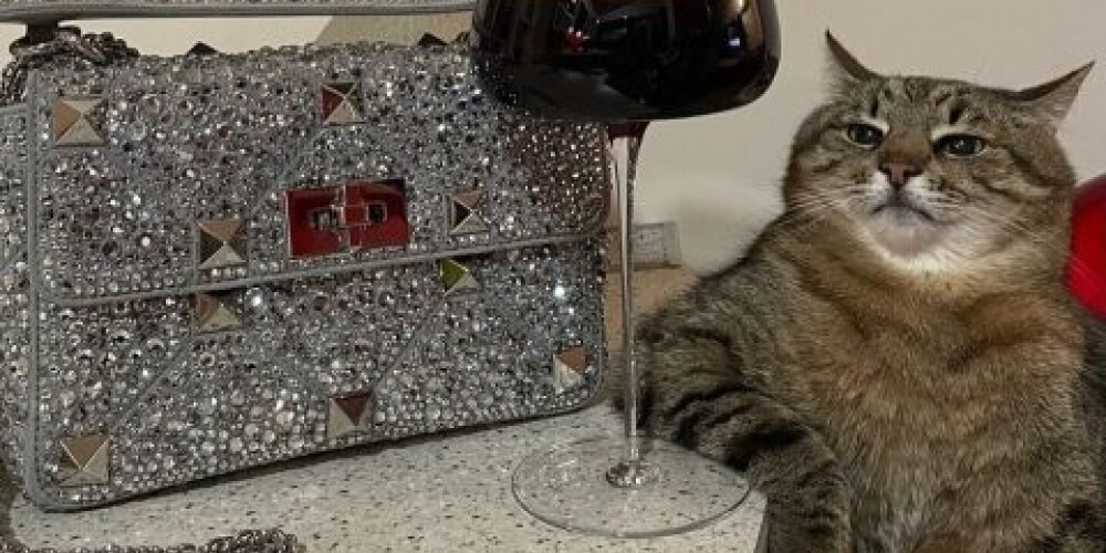 Кот Степан и сумка Valentino