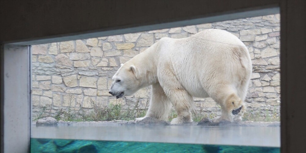 Траур в Таллинском зоопарке: медвежонок скончался через несколько дней после рождения