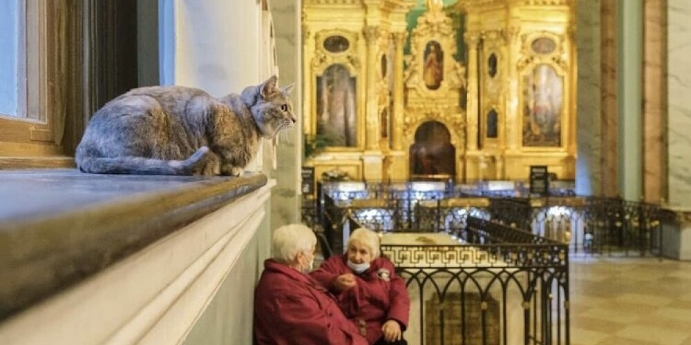 Эрмитажная кошка Серафима перешла на работу в Петропавловскую крепость