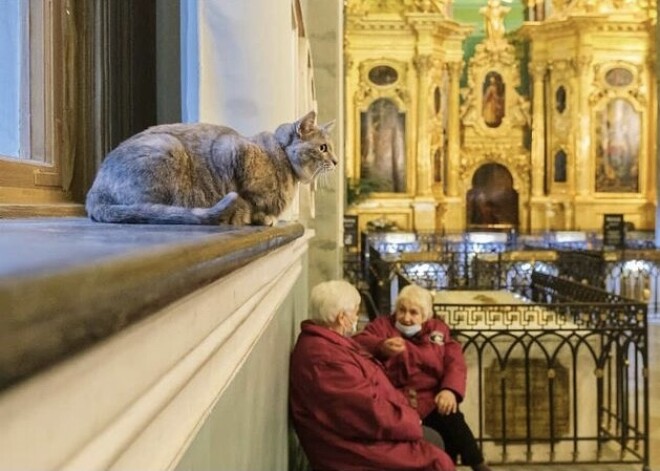 Эрмитажная кошка Серафима перешла на работу в Петропавловскую крепость