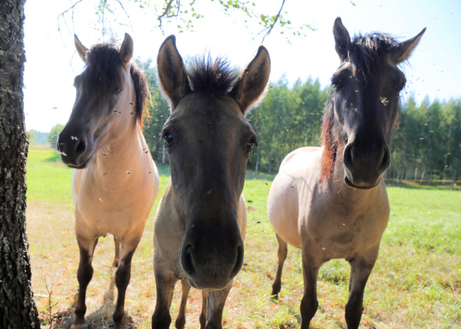 Лошади в Латвии заболели конским гриппом