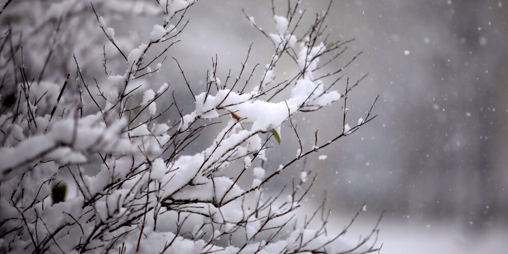 Visdziļākā sniega sega fiksēta Siguldā