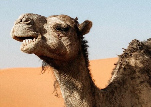 На конкурсе красоты десятки верблюдов были дисквалифицированы за использование... ботокса
