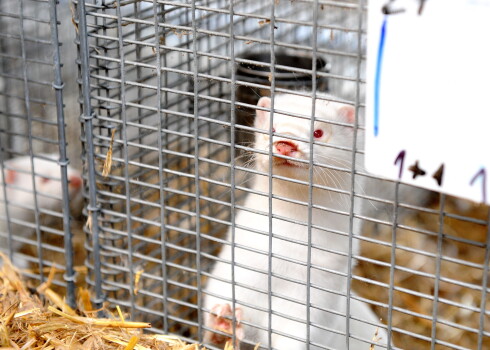 Jau vasarā ūdeļu audzētavā esot izveidojusies neparasta situācija - kad Latvijā, tāpat kā pasaulē, pārliecinoši dominējis Covid-19 delta paveids, "Baltic Devon Mink" ūdeles un darbinieki sirguši ar vīrusa paveidu, kas bija izplatīts agrā pavasarī.