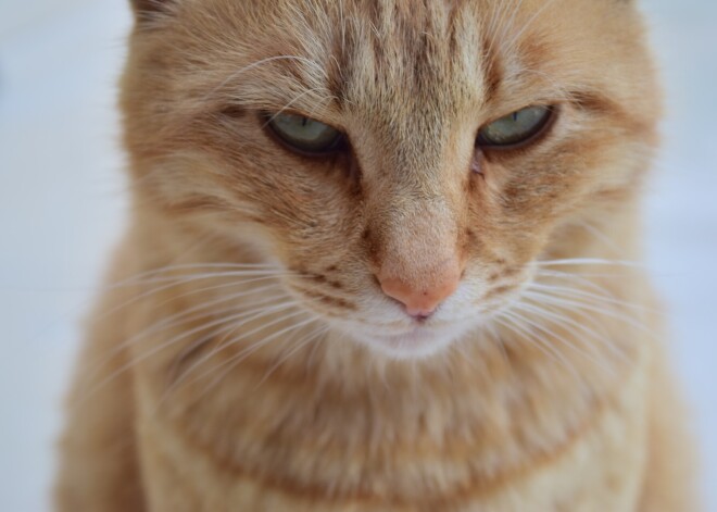 Kaķu agresija: cēloņi un sekas. Skaidro zoopsihiatrs