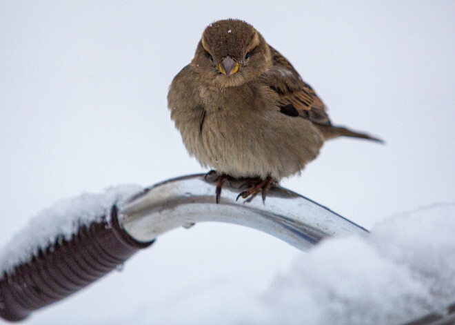 В воскресенье местами ожидается мокрый снег