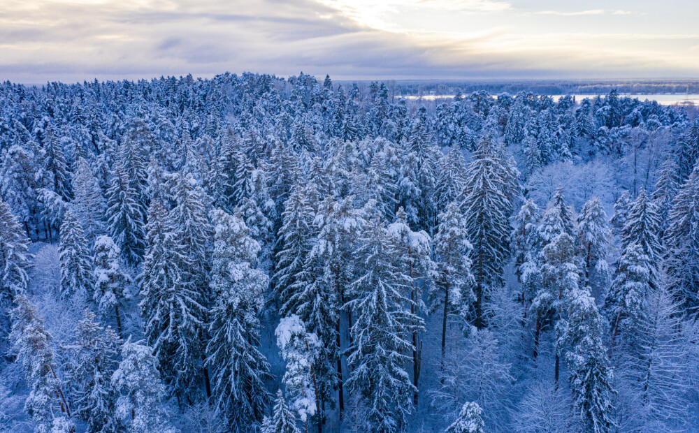 Ziemassvētku vakars teju visā Latvijā būs balts