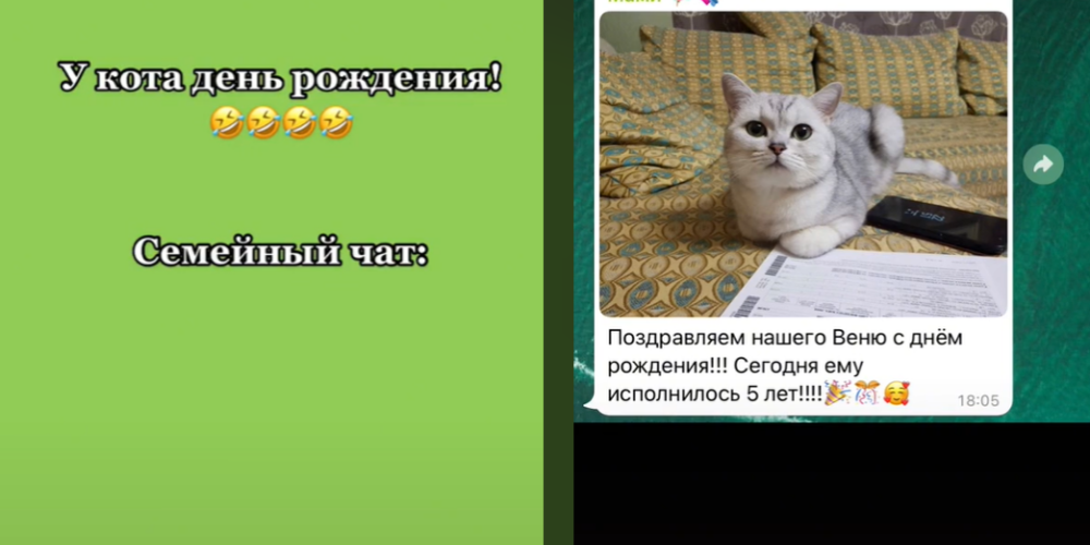 "Троллинг" деда, тост за кота и не только: блогер показала, как ее семья общается в чате в WhatsApp