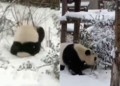 Самое милое видео дня: панды радуются снегу