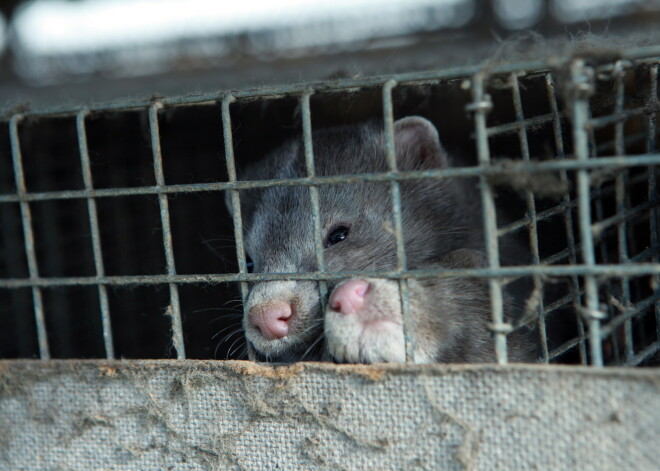 PVD nākamnedēļ pārbaudīs "Baltic Devon Mink" darbinieku vakcināciju