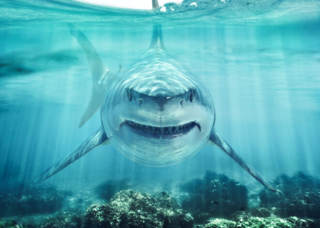 Какие животные спят с открытыми глазами и чем объясняется эта особенность?