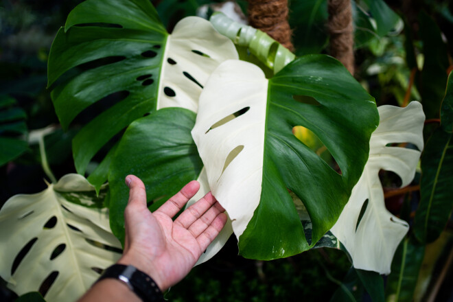 Monstera Albo variegata