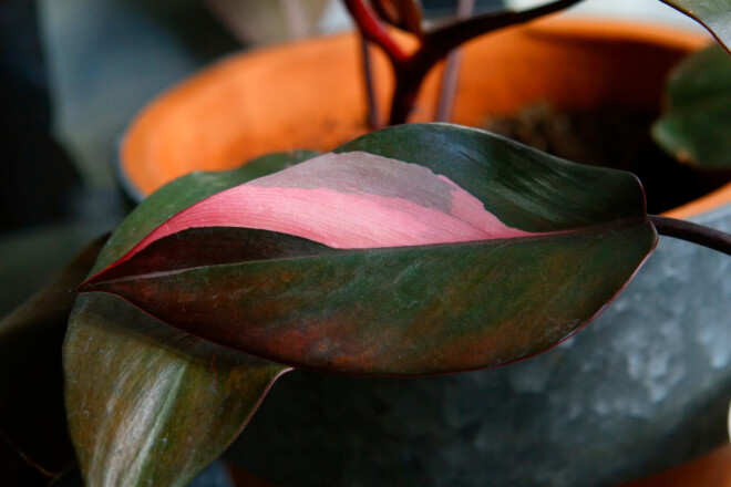 Filodendrs (Philodendron Pink Princess)