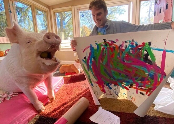 Картины поросенка Пигкассо продаются за тысячи евро: фото работ хрюкающего художника