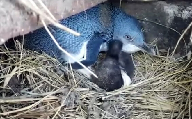 Mazais zilais pingvīns ir mazākā pingvīnu suga. Tas izaug vidēji līdz 33 centimetriem augstumā un sver 900 gramus. 