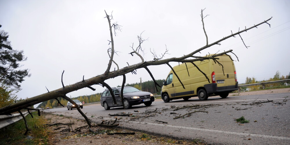 Спасатели уже получили 103 вызова в связи со сломанными ветром деревьями на проезжих частях