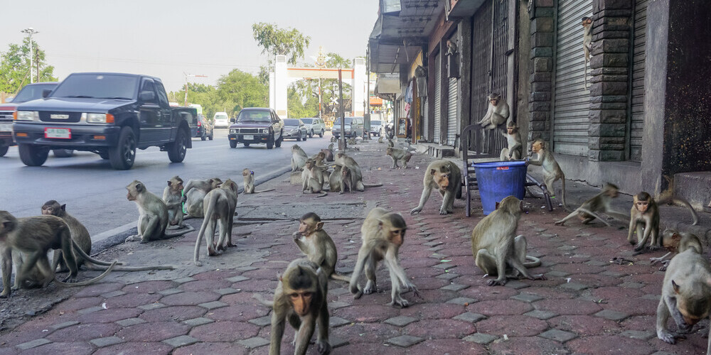 Необычное зрелище! Тысячи голодных обезьян атаковали тайский город Лопбури в поисках еды
