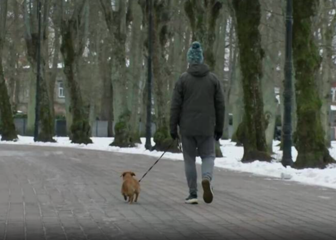 "Г***о, простите, на улице разбросано!": жители Лиепаи гуляют среди экскрементов