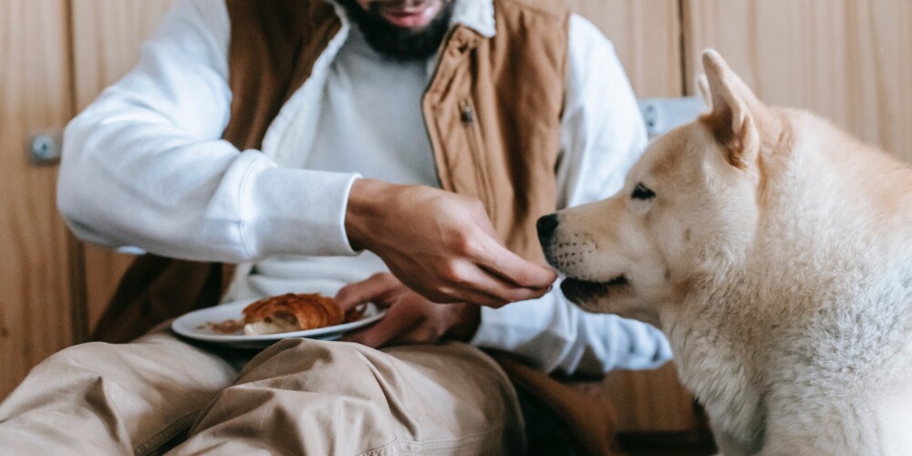 Kurus pārtikas produktus drīkst dot arī sunim un kaķim, bet no kuriem noteikti jāizvairās?