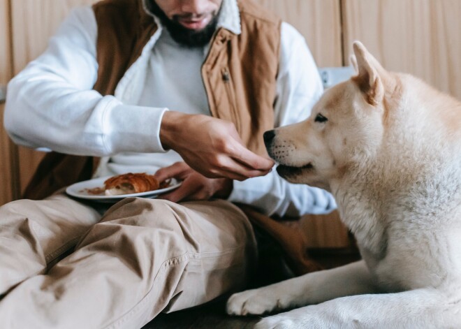Kurus pārtikas produktus drīkst dot arī sunim un kaķim, bet no kuriem noteikti jāizvairās?