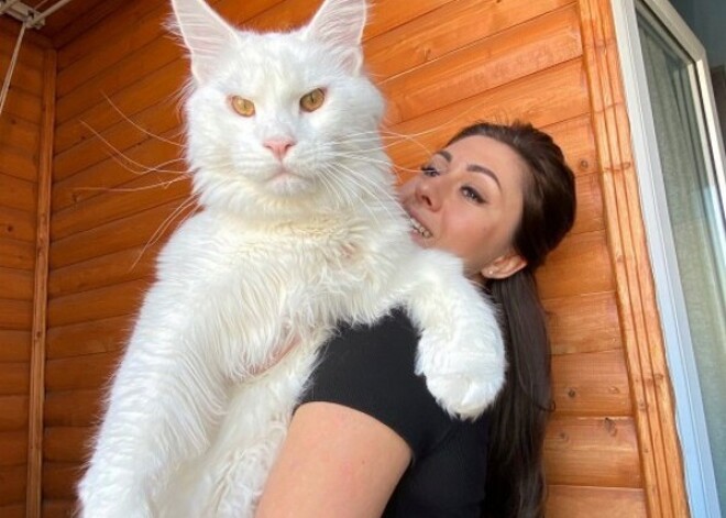 Гигантский кот весом с 2-летнего ребенка стал сенсацией в Сети