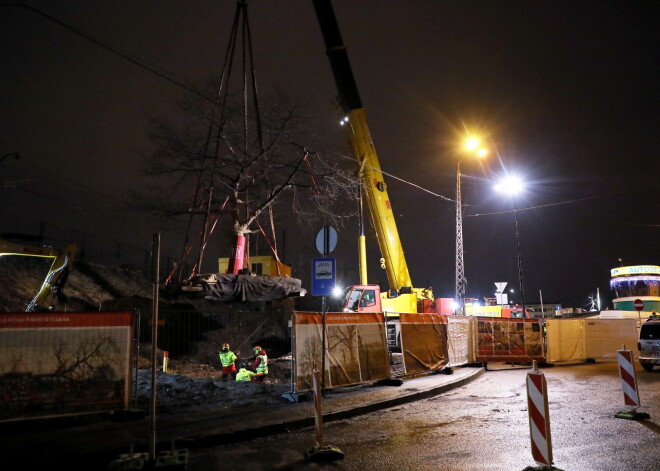 Dzelzceļa projekta "Rail Baltica" būvnieki pilnsabiedrība "BeReRix" kopā ar arboristiem no "Labie koki" pārvieto Rīgas Starptautiskajā autoostā augošo sarkano ozolu uz autoostai piederošu zemesgabalu netālu no koka pašreizējās augšanas vietas.