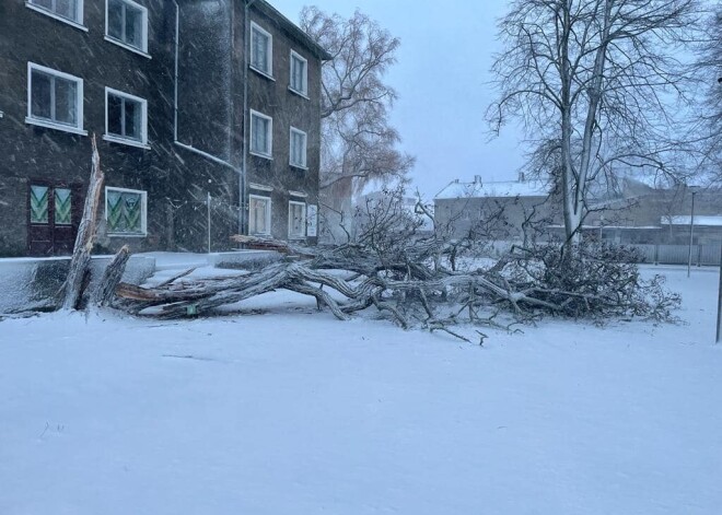 Ventspilī negantais vējš nolauzis dižkoku