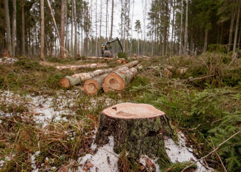Pasaules Tirdzniecības organizācija apstrīd ierobežojumus, ko Krievija piemērojusi koksnes eksportam
