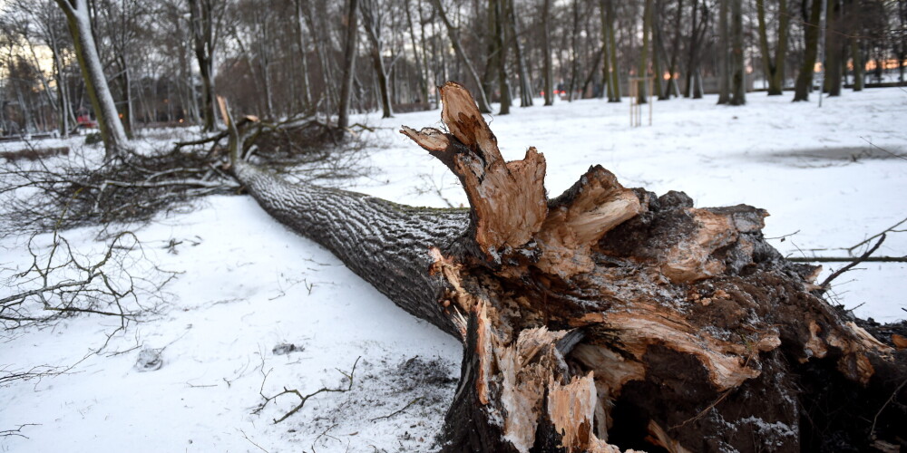 Наибольший удар - гибель столетней белой осины: бури нанесли природе один из самых значительных ущербов в столетии