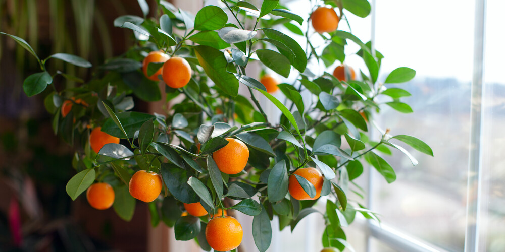 Izaudzēt apelsīnus uz palodzes? Tas ir iespējams! Praktiski padomi soli pa solim