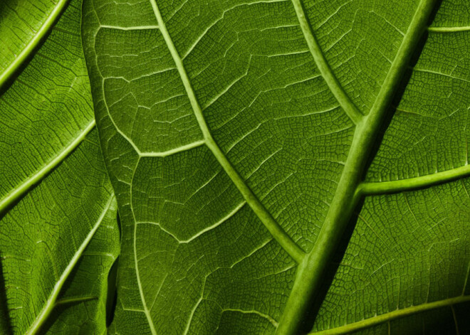 30 veidi, kā saudzēt planētu