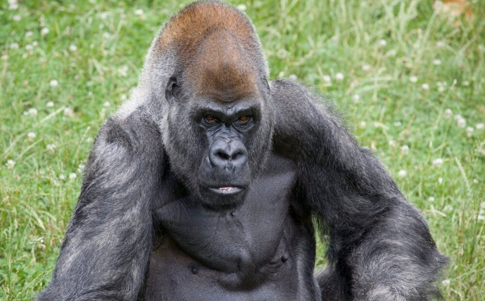 Miris pasaulē vecākais gorilla tēviņš; nāve varētu būt saistīta ar Covid-19