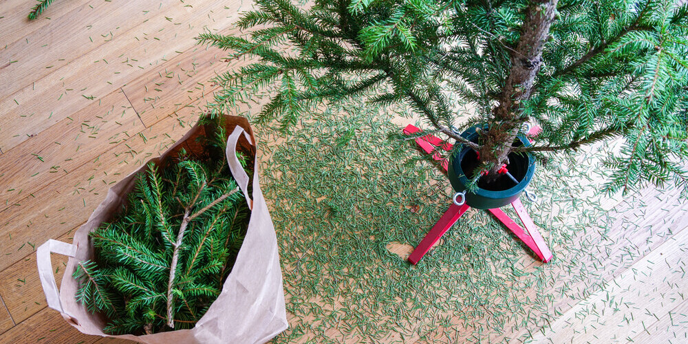 В Риге еще месяц будут бесплатно вывозить праздничные елки: как сдать их на переработку?