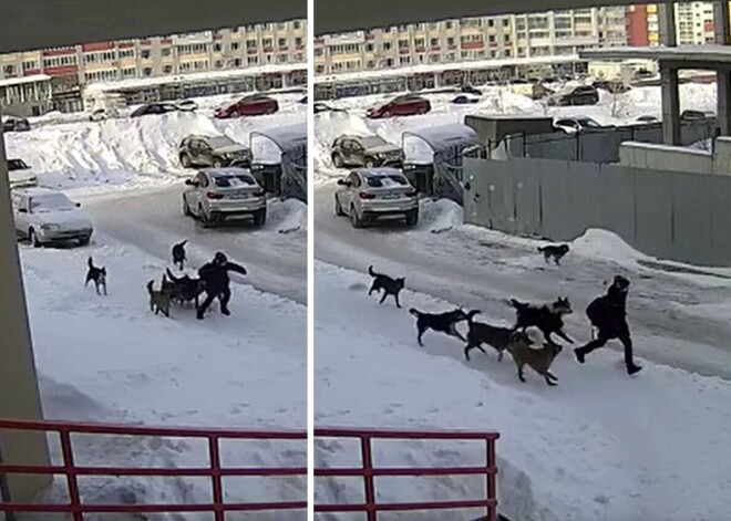 Дворник спас ребенка от стаи бездомных собак