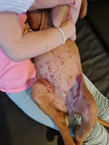 Audzētavas saimnieki mierinājuši, ka šie izsitumi varētu būt alerģiska reakcija no mazgājamā līdzekļa.