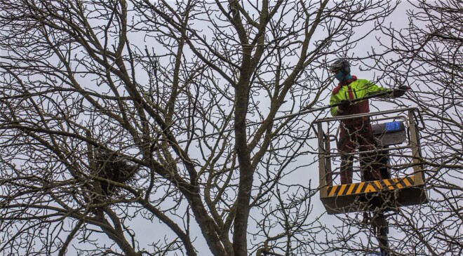 Jelgavas parkā nojauktas teju 150 krauķu ligzdas.