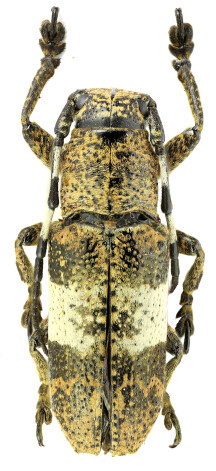 Callimeatopus bumbierisi, Latgales muzikants Ainārs Bumbieris.