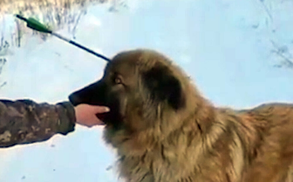 Dzīvnieku aktīvisti Krievijā pamana suni, kuram galvā iestrēgusi arbaleta bulta