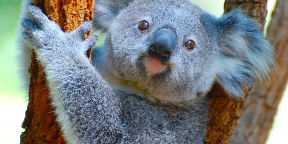 В Австралии коал признали исчезающим видом