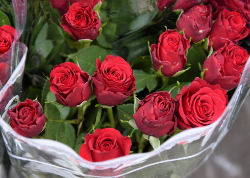 Populārākie triki, kā pagarināt Valentīndienā saņemto rožu dzīvi vairāk par nedēļu