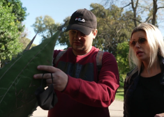 VIDEO: Anna Lieckalniņa mēģina no Amuna Davis nagiem glābt kaktusu