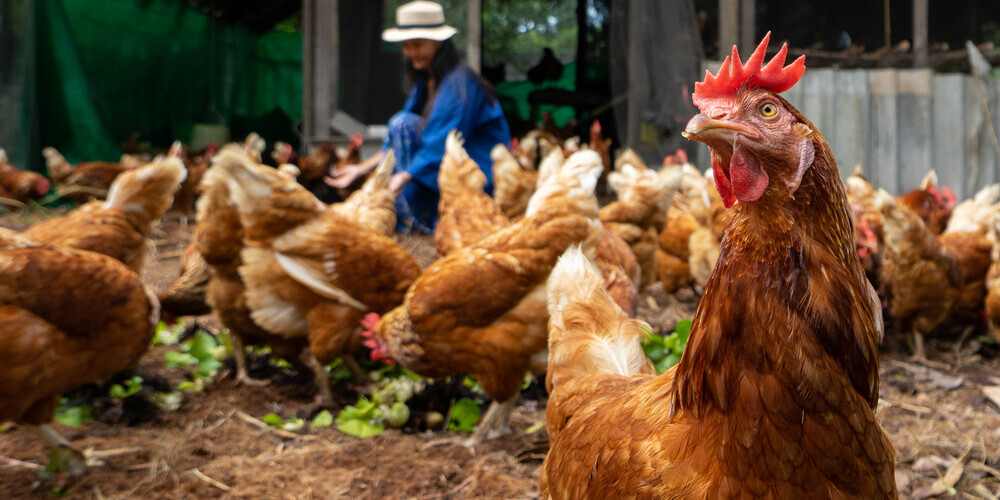 Иллюстративное фото
