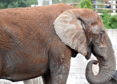 Ziloņi Rīgas Nacionālajā zooloģiskajā dārzā varētu vairs neatgriezties