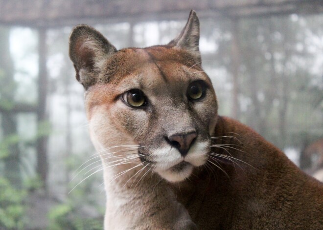 Tiesa attaisno apsūdzētos par Amerikas pumas tirdzniecības noteikumu pārkāpšanu