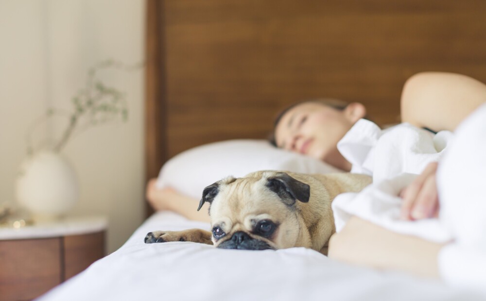 Trīs miega eksperta padomi, kā trenēt smadzenes, lai izbaudītu kvalitatīvāku nakts miegu
