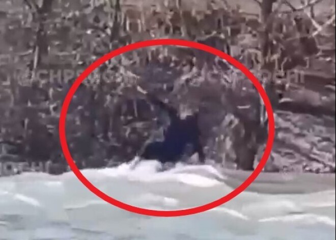 Смертельное селфи: момент гибели 13-летней девочки попал на видео