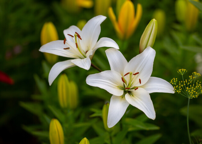 Lilijas, gladiolas, dālijas - kad zemē var stādīt telpās pārziemojušās puķes?