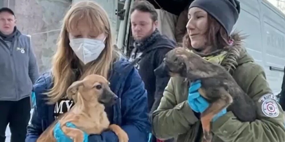 Ulubele просит помочь 40 собакам, спасенным из Украины